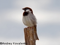 ��������� �������